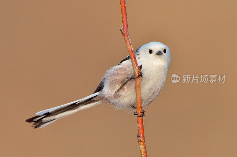 自然生境中的长尾山雀(aegithalos caudatus)